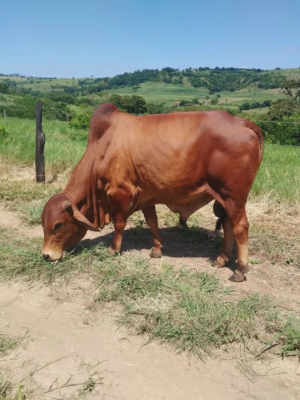 Gado Sindi PO
