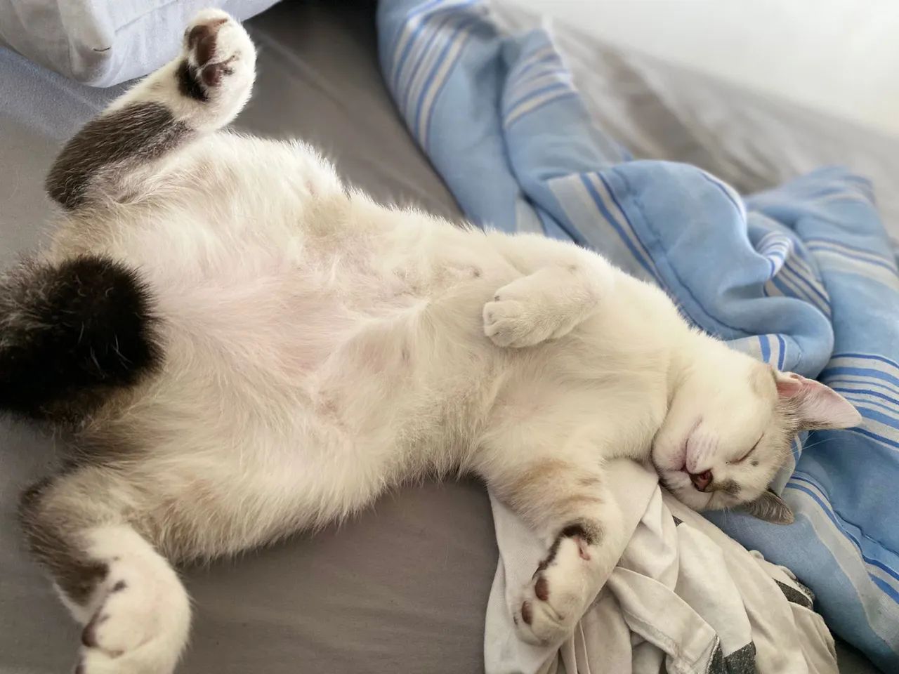 doacao de gata femea - Foto 5