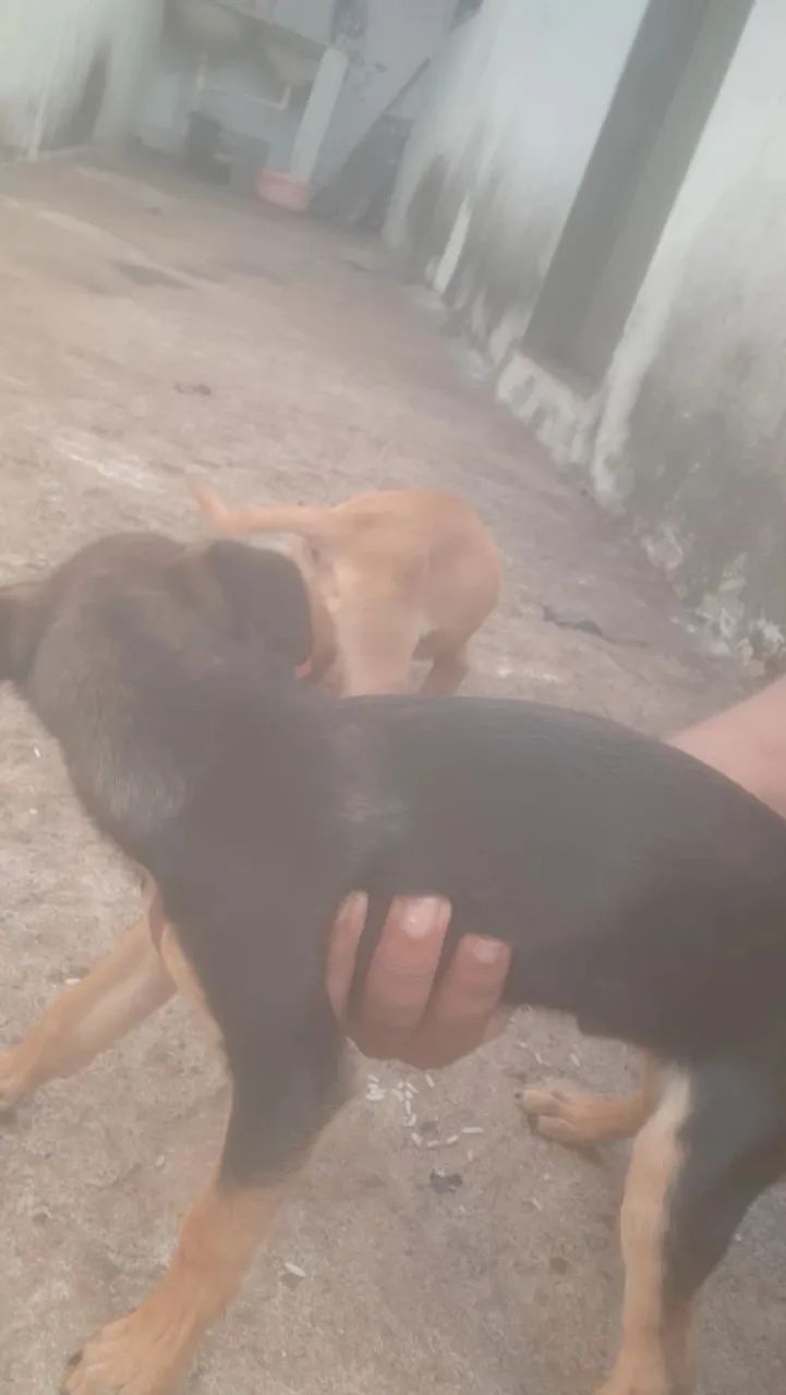 Doação cachorro - Foto 5