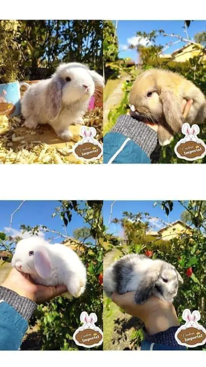 Coelhos de Raça Anão Mini e GIGANTE - Foto 3