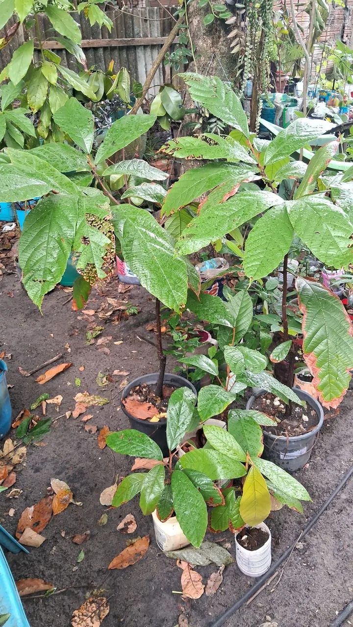 Frutíferas  - Foto 6