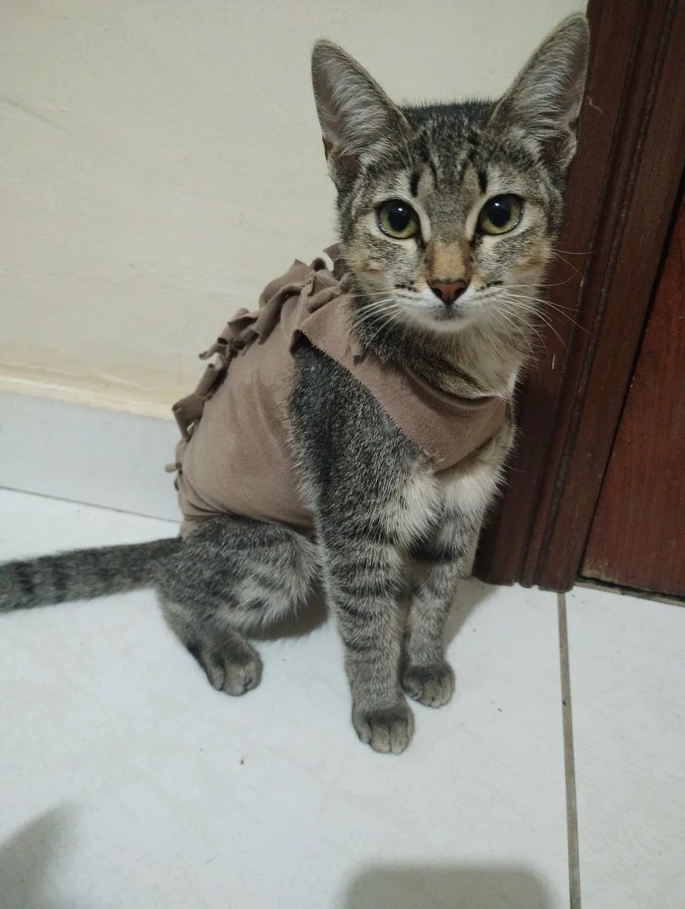 Adoção responsável - Foto 3