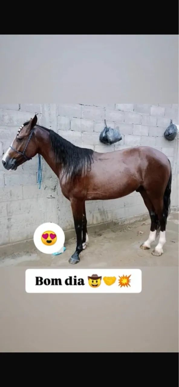 Cavalo 