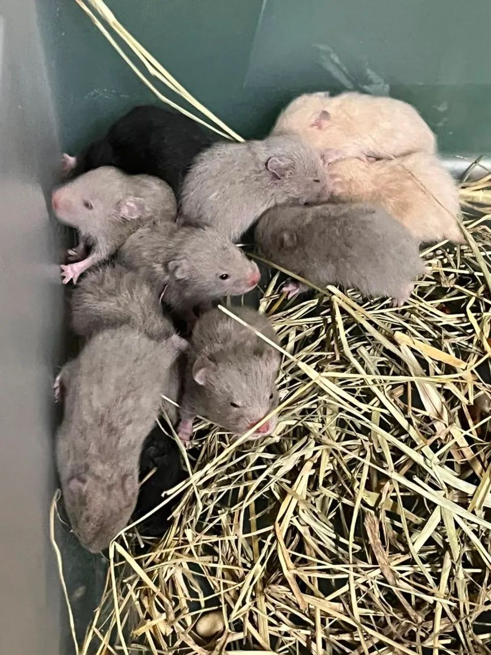 Hamster sírio  - Foto 4