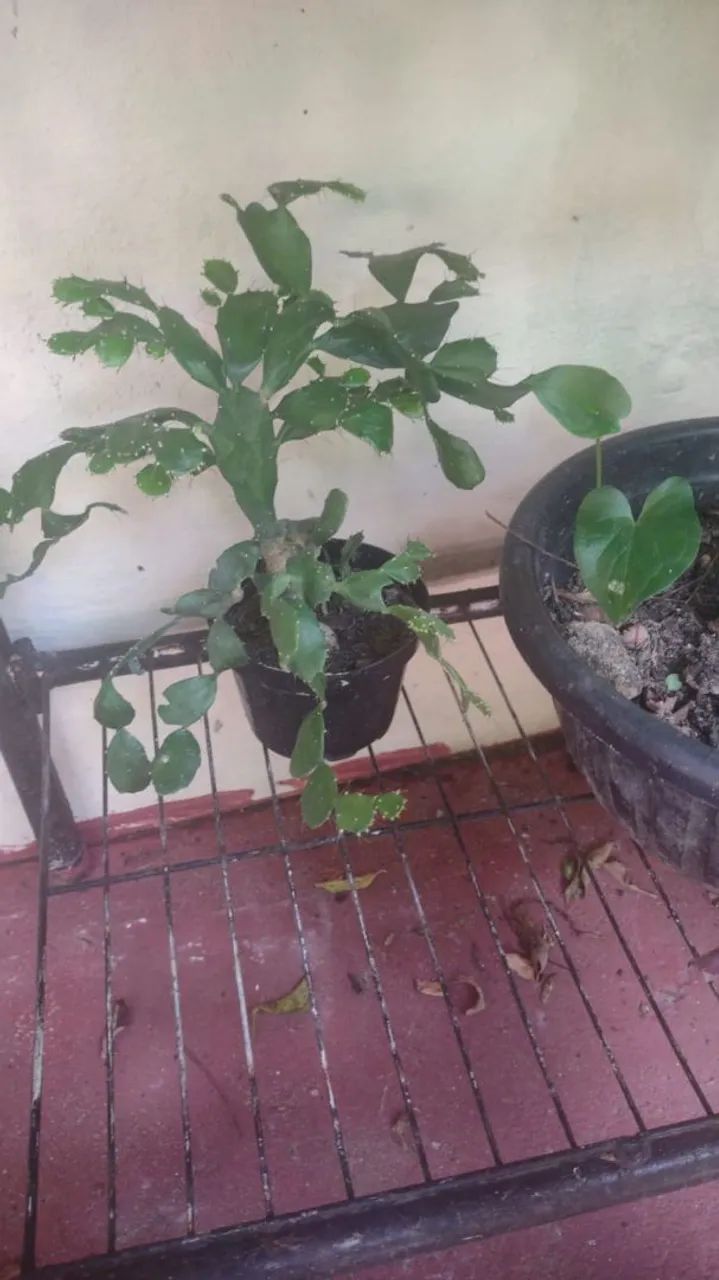 Vendo cactos - Foto 2