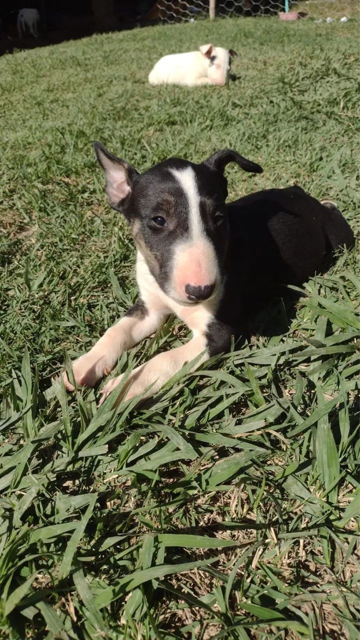 Bull terrier com 55 dias  - Foto 2