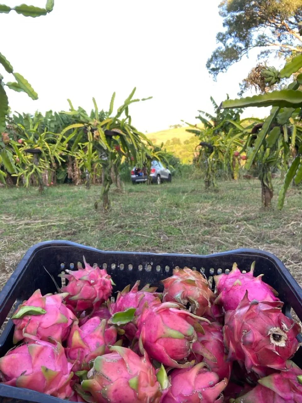 Pitaya Direto do Produtor (Atacado) - Foto 3