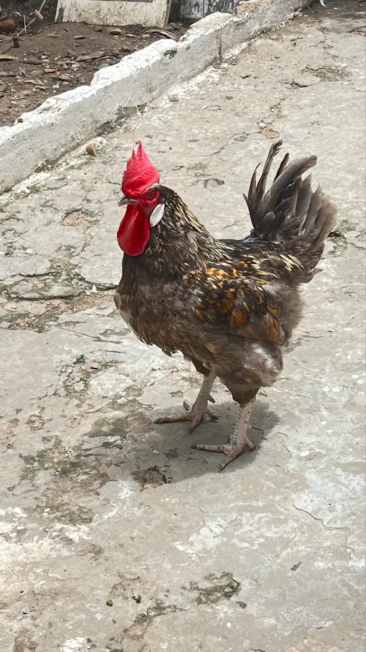 Galo caipira - Foto 2