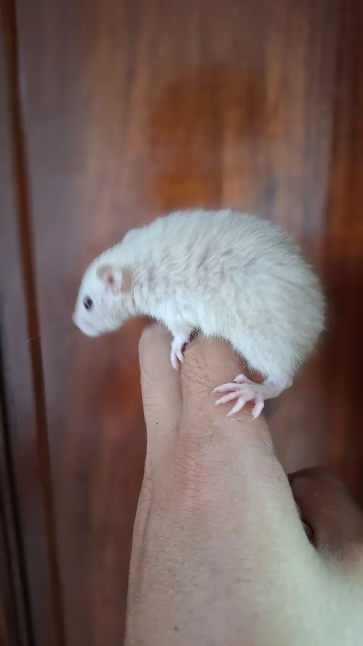 Rato twister - Foto 4