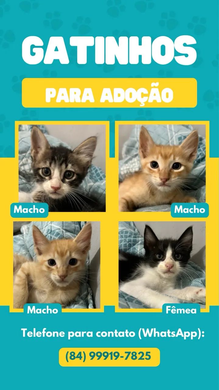 Gatinhos para adoção