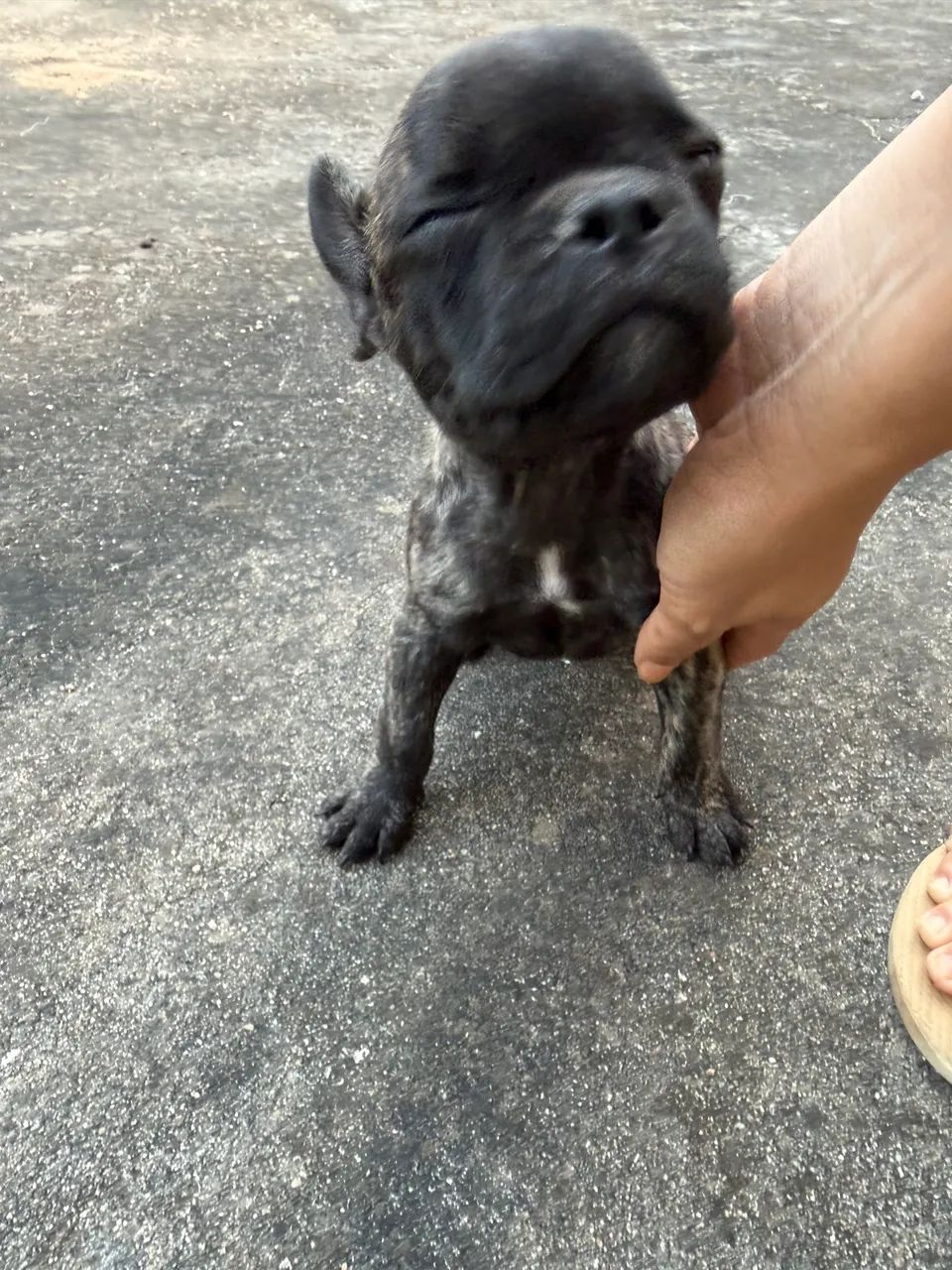Buldogue Francês 
