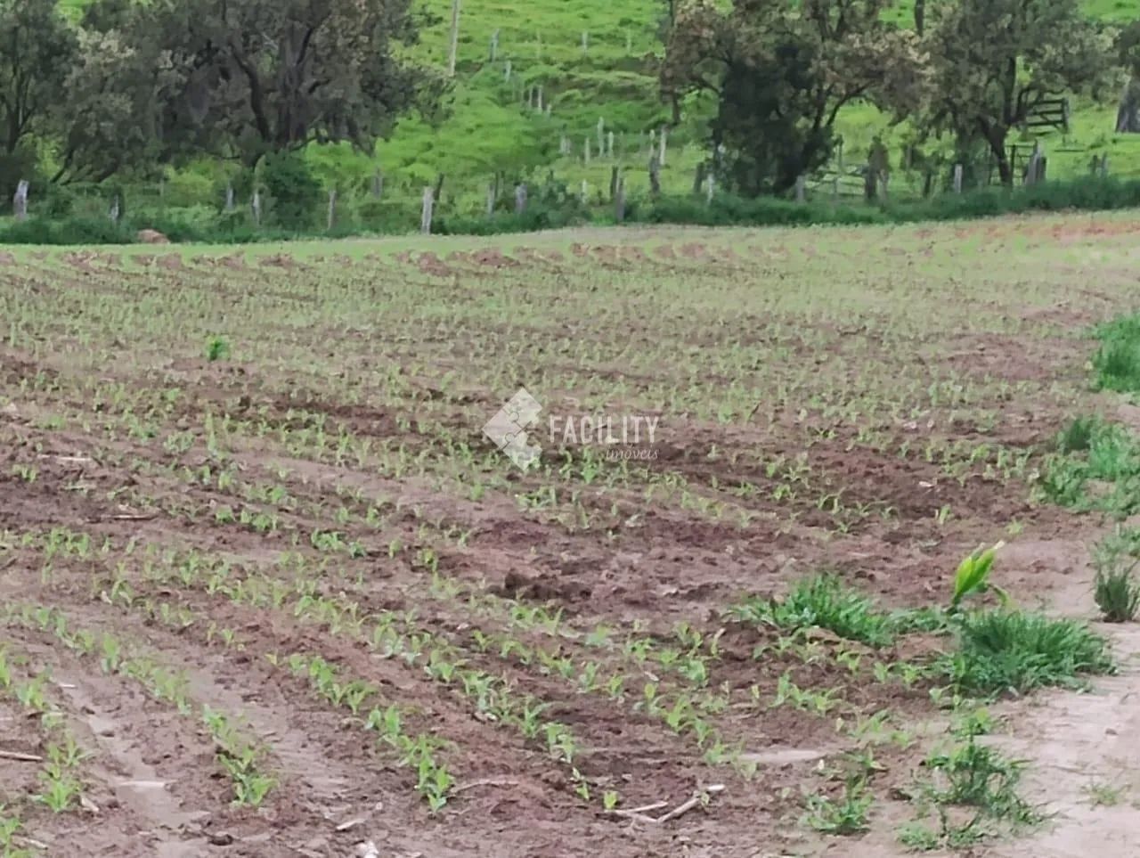 Sitio produtivo em Itapetininga - Sorocaba - Foto 2