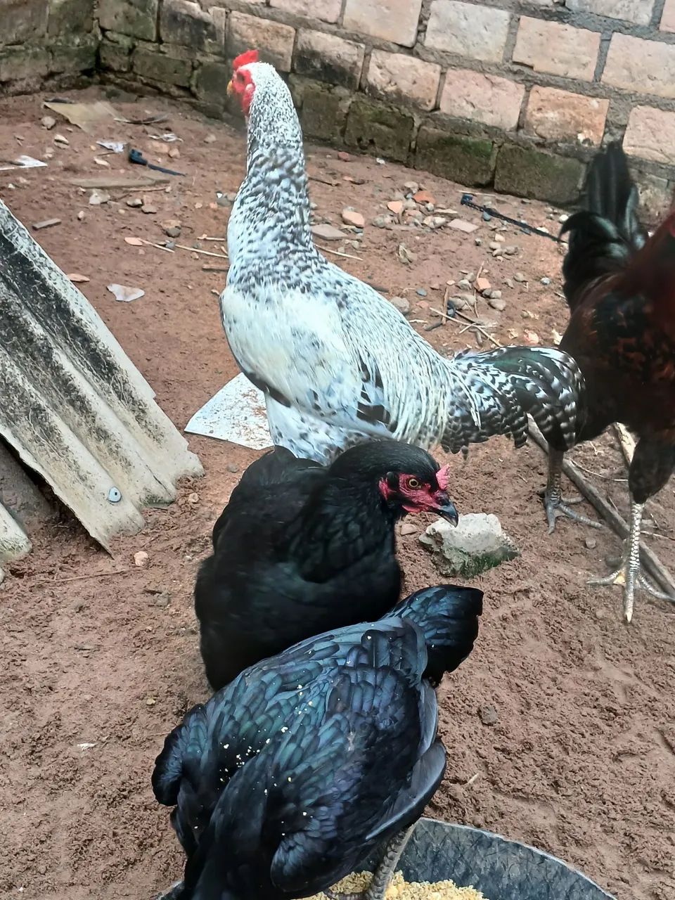 Frango