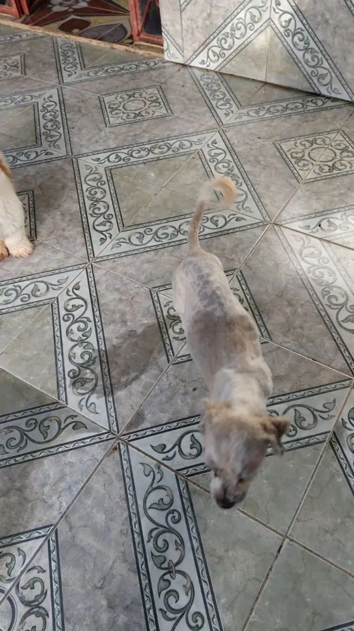 Cachorro - Foto 2