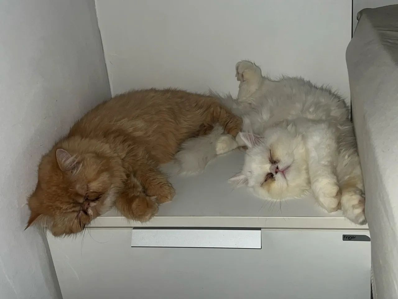 Gata persa laranja  