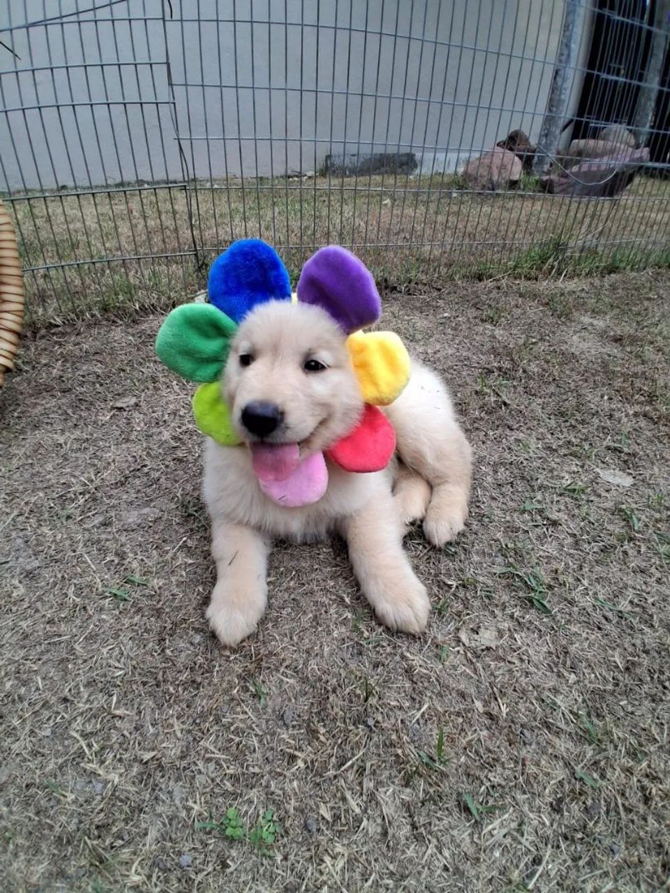Golden Retriever - Foto 4