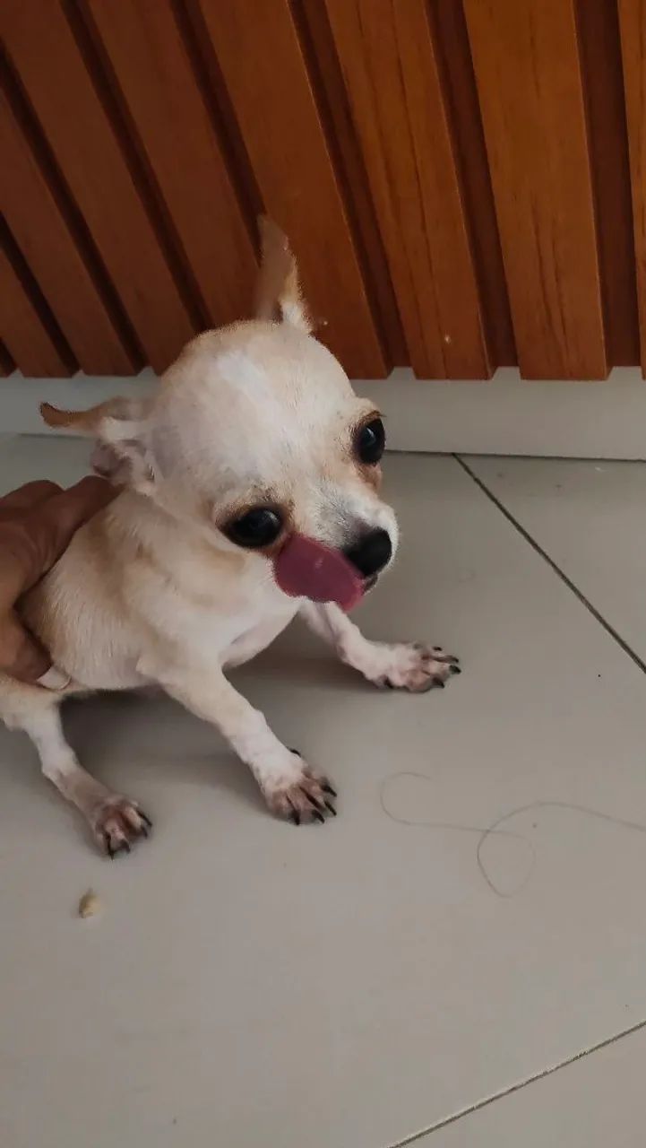 A procura de uma namorada! - Foto 2