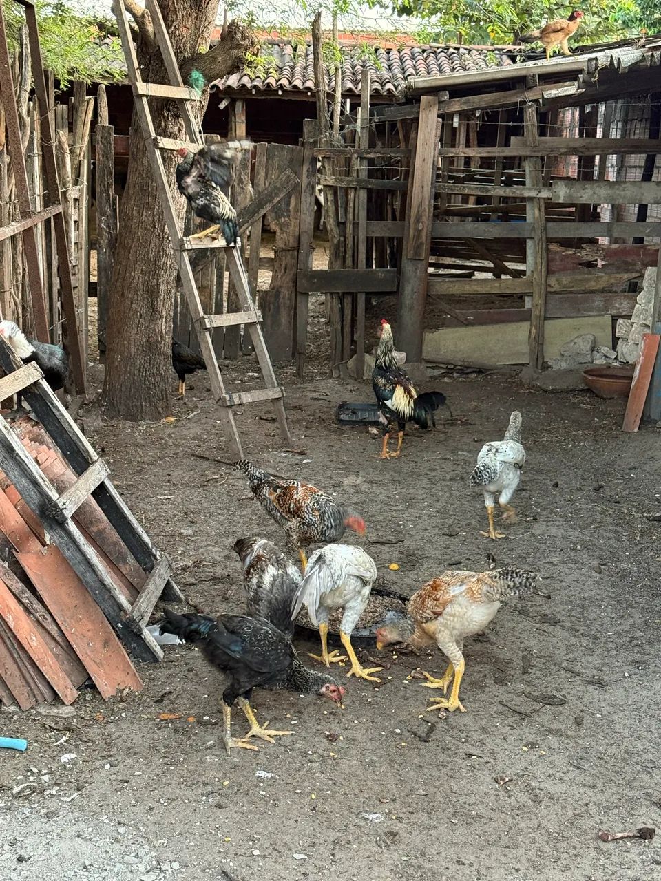 Galinhas e frangos  - Foto 4