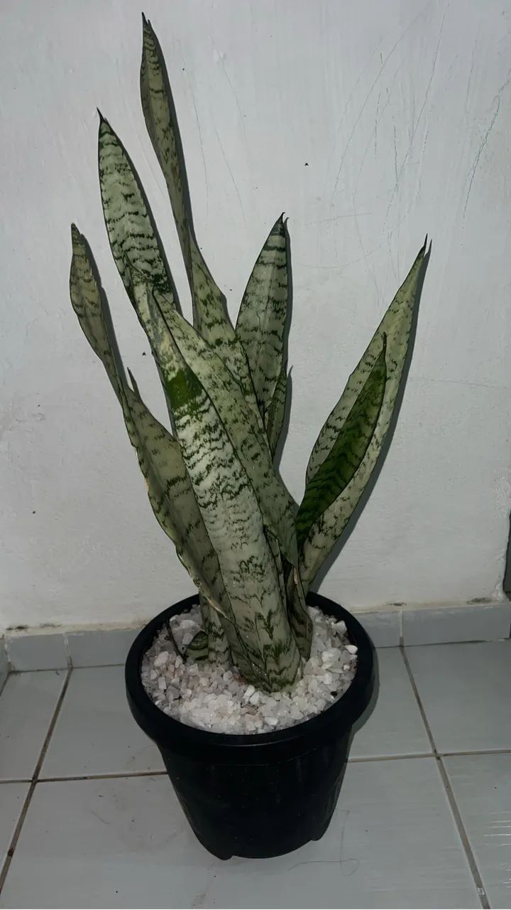 Jardim 