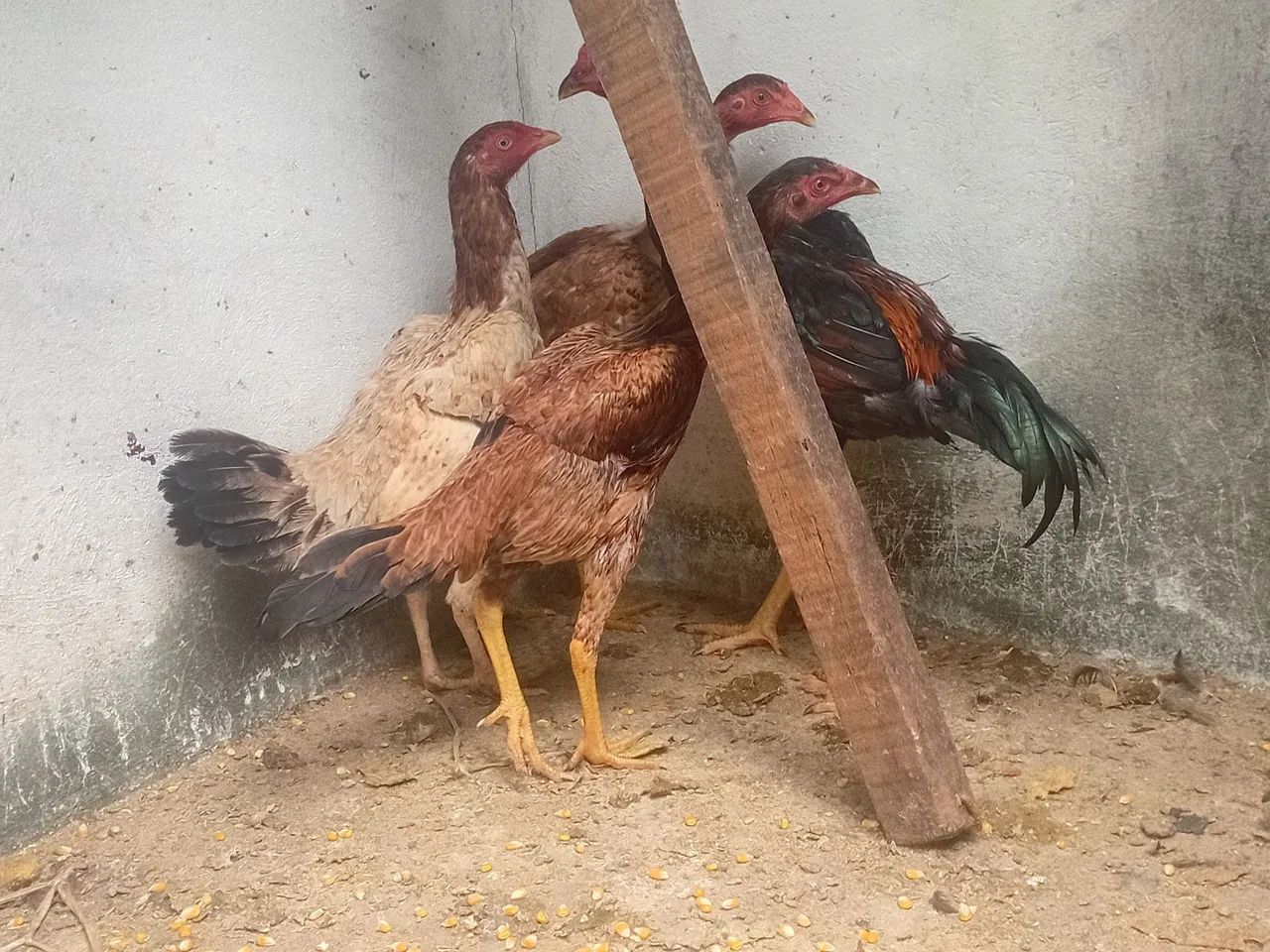 Frango e frangas caipira - Foto 5