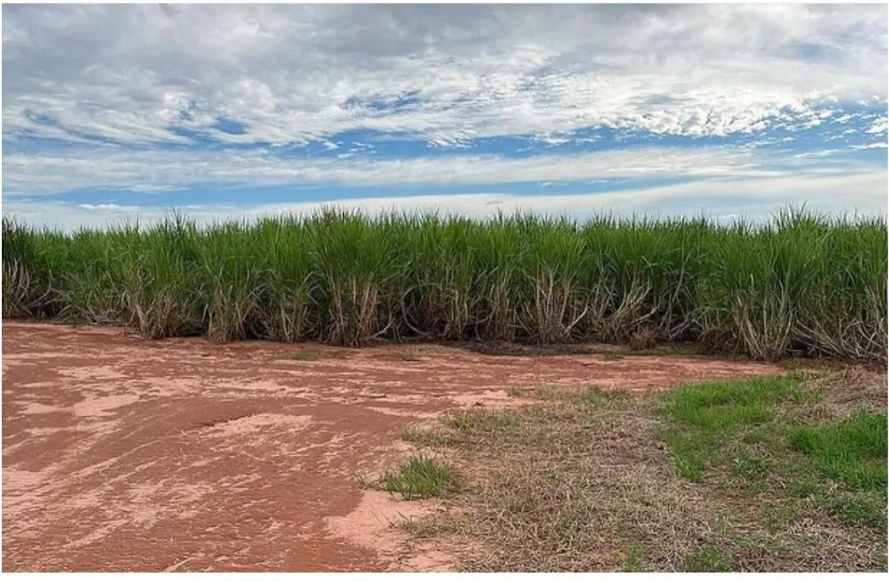 Fazenda de cana a 150 mil o alqueiro  - Foto 2