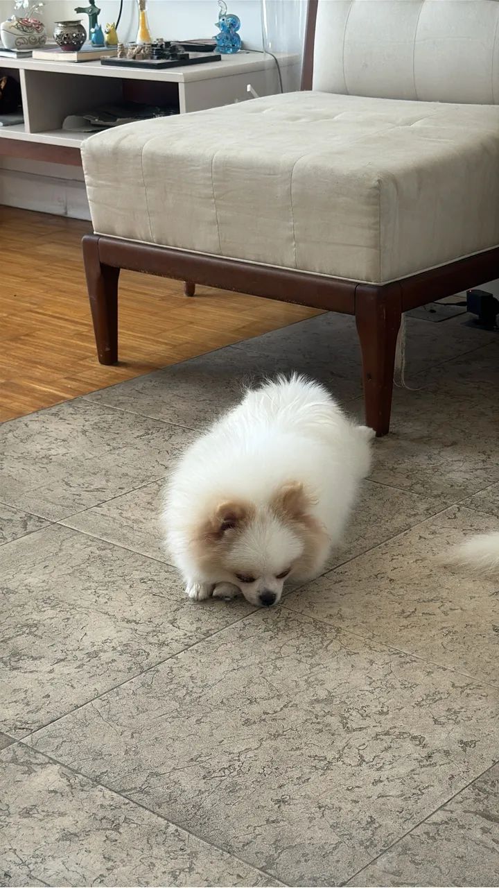 Spitz Alemão 