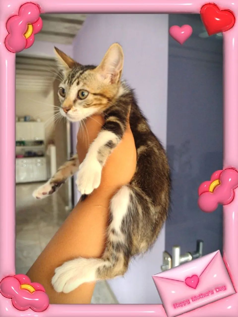 Gatinhos Maine coon - Foto 3