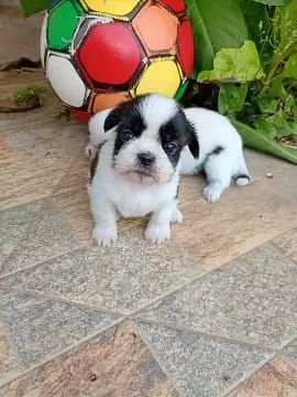 Shih Tzu Machos com pedigree em 10x de $120 - Foto 2