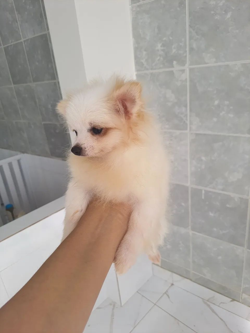 Spitz alemão 