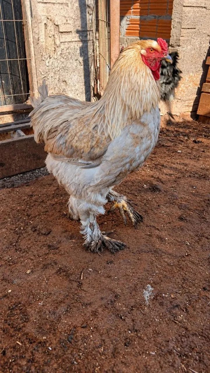 Galos e galinhas de raça  - Foto 2