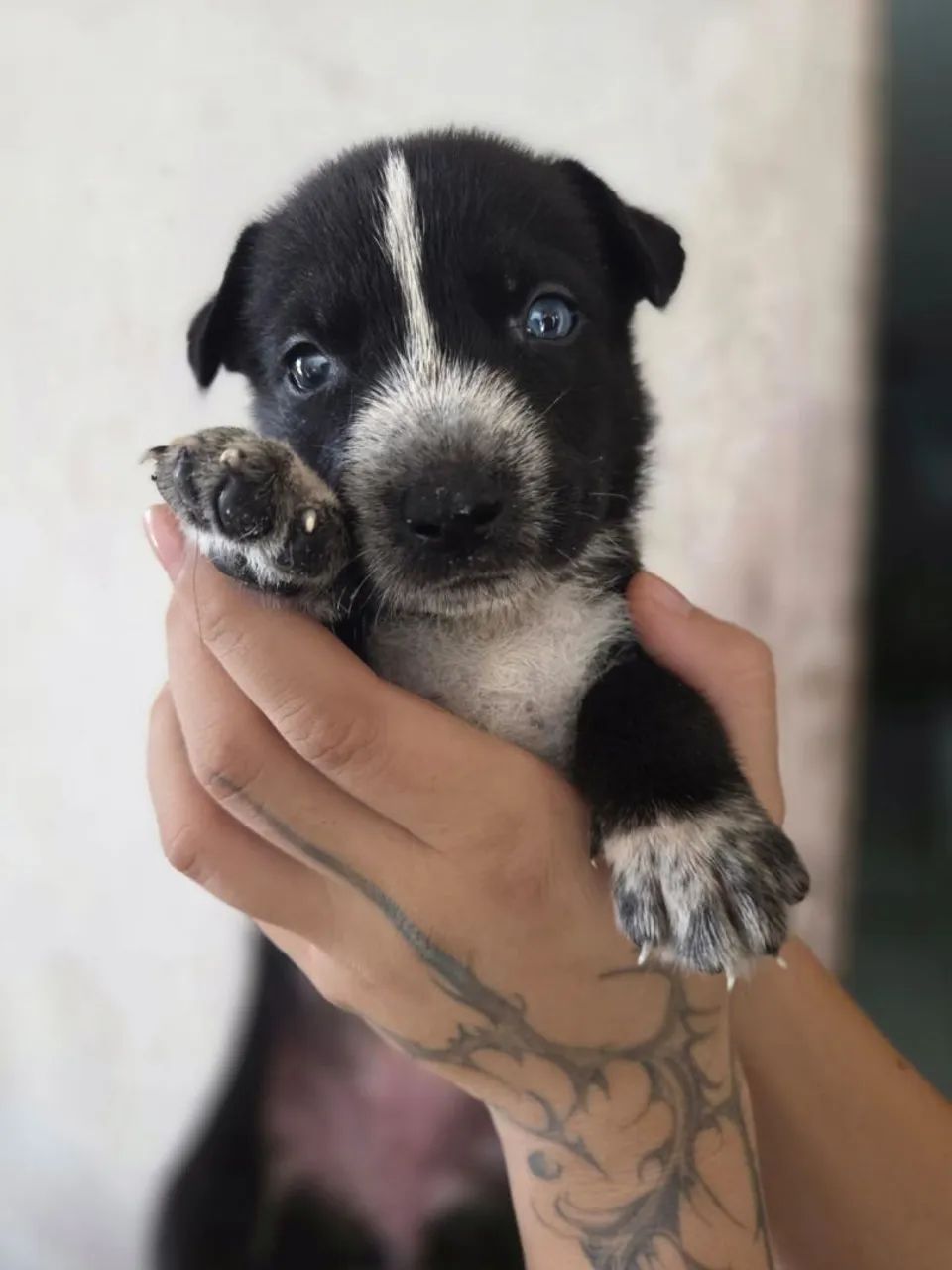 Doação responsável de cachorrinhos