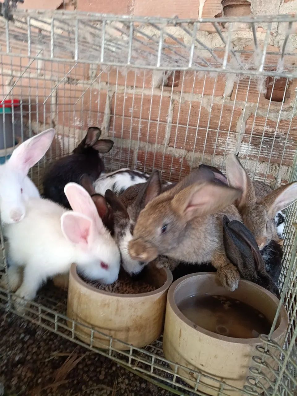Coelhos  - Foto 2