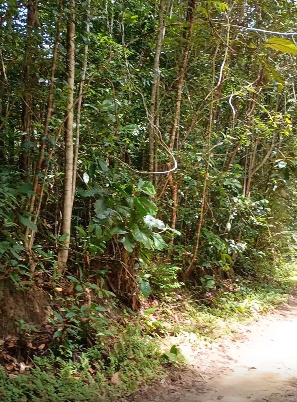 Foto - Manaus - Tarumã