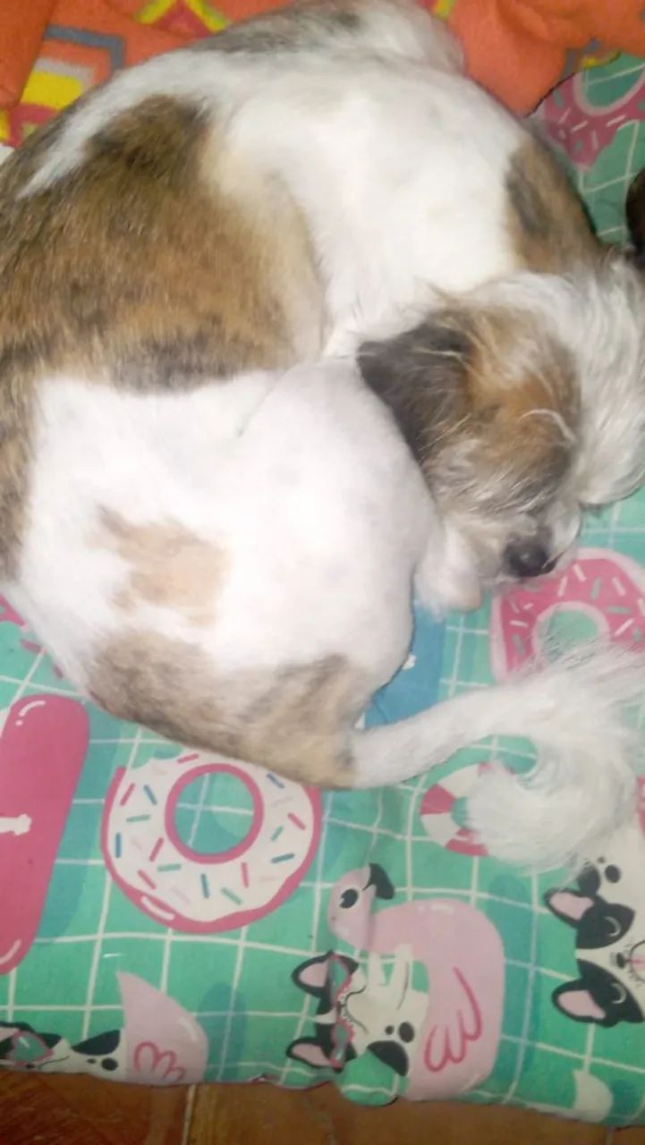 Cachorra de raça para doar - Foto 3