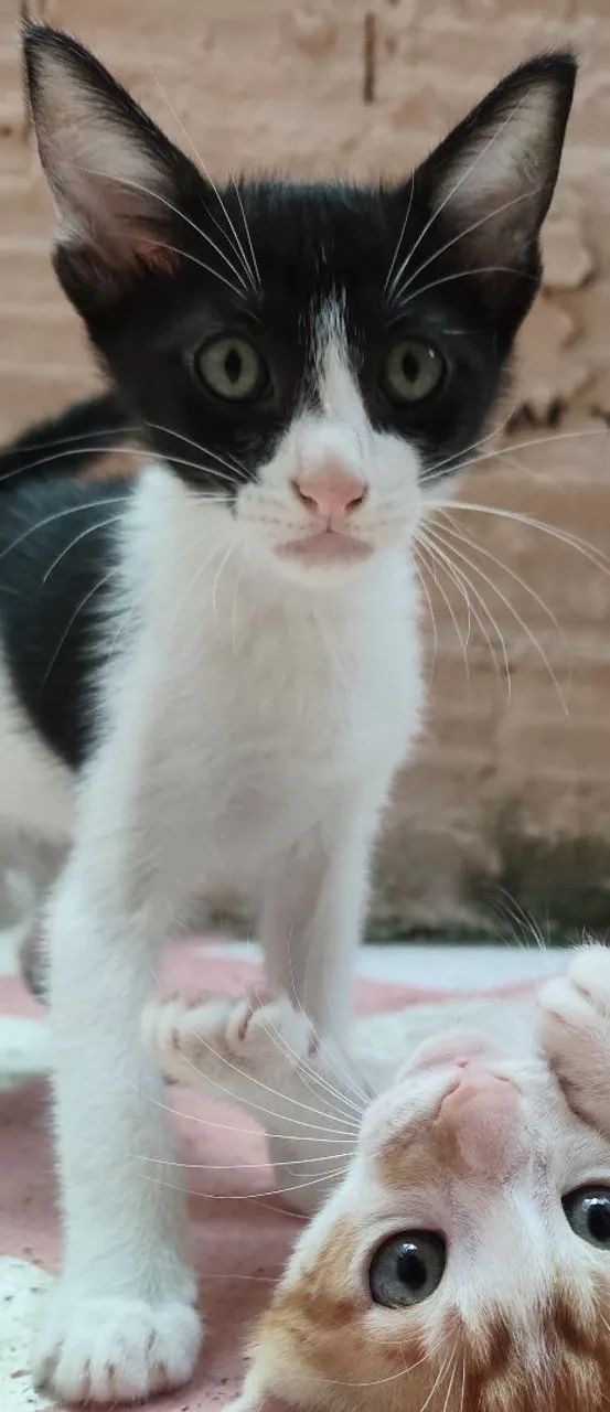 Adoção gato - Foto 4
