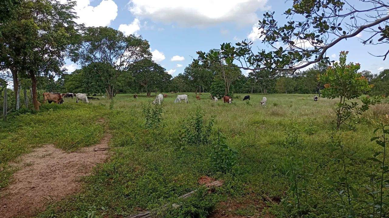 Sitio 29 hectares, livramento - Foto 3
