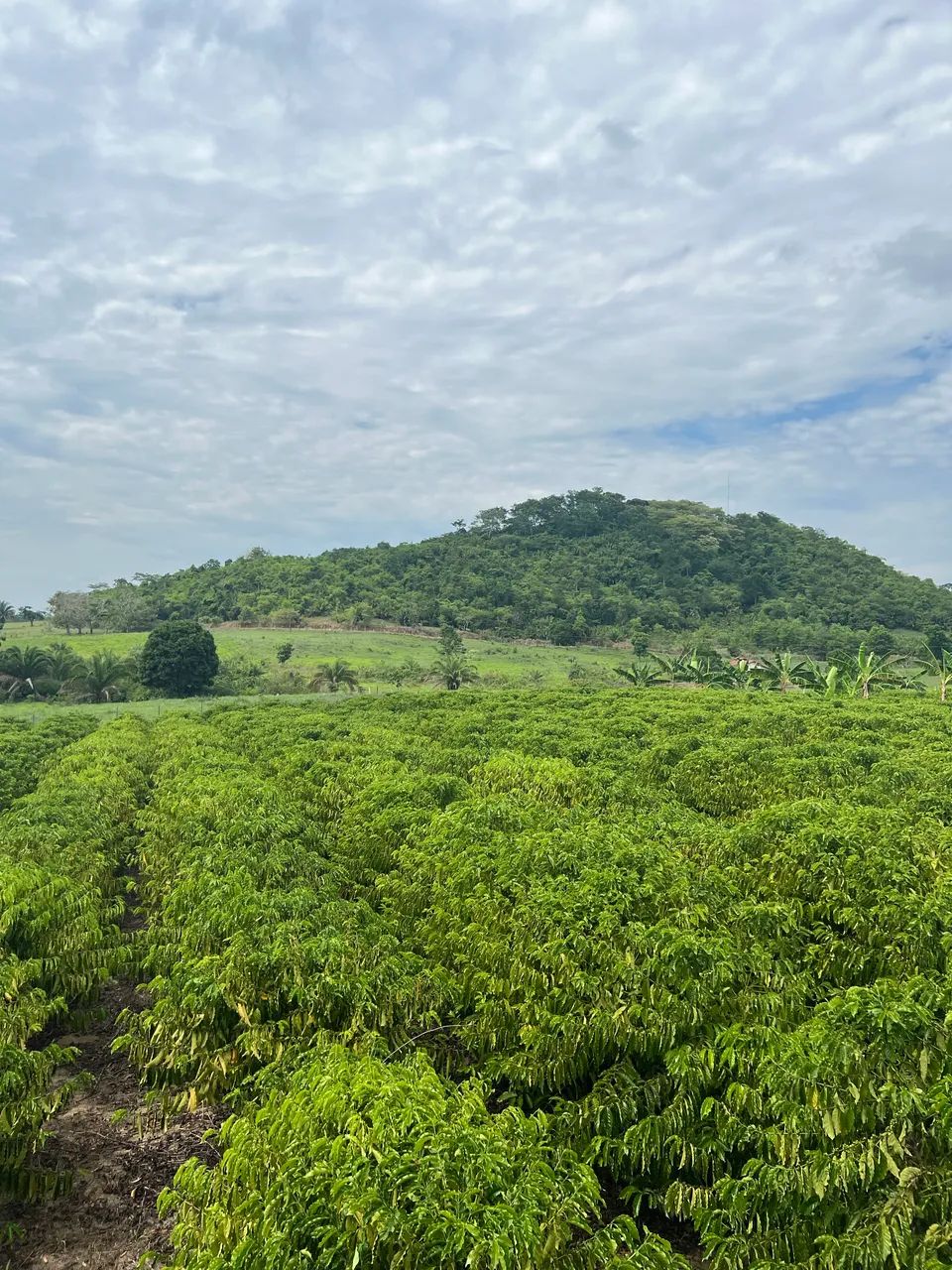 20 Alqueires A VENDA em Cacoal RO - Foto 3