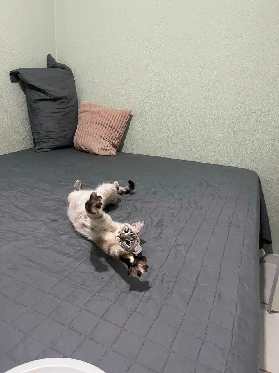 Doa-se gatinhas - Foto 2