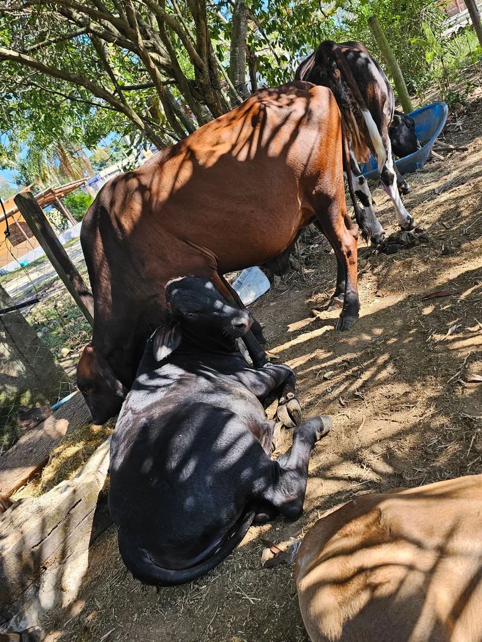 Vendo vacas ?  - Foto 3