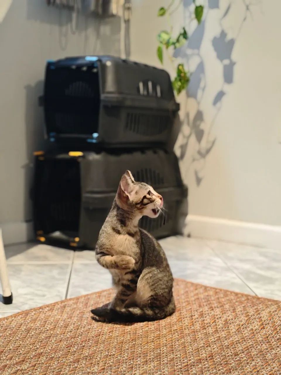 Gatinho para Adoção  - Foto 2