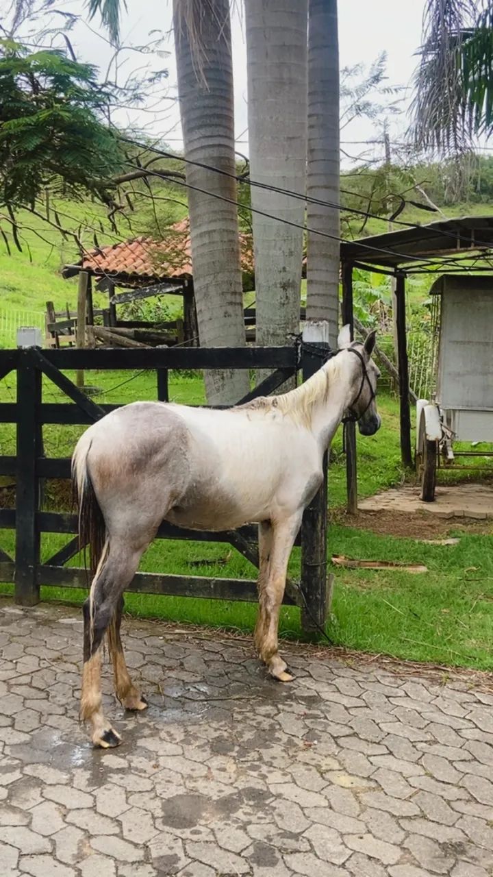 Potro  - Foto 2