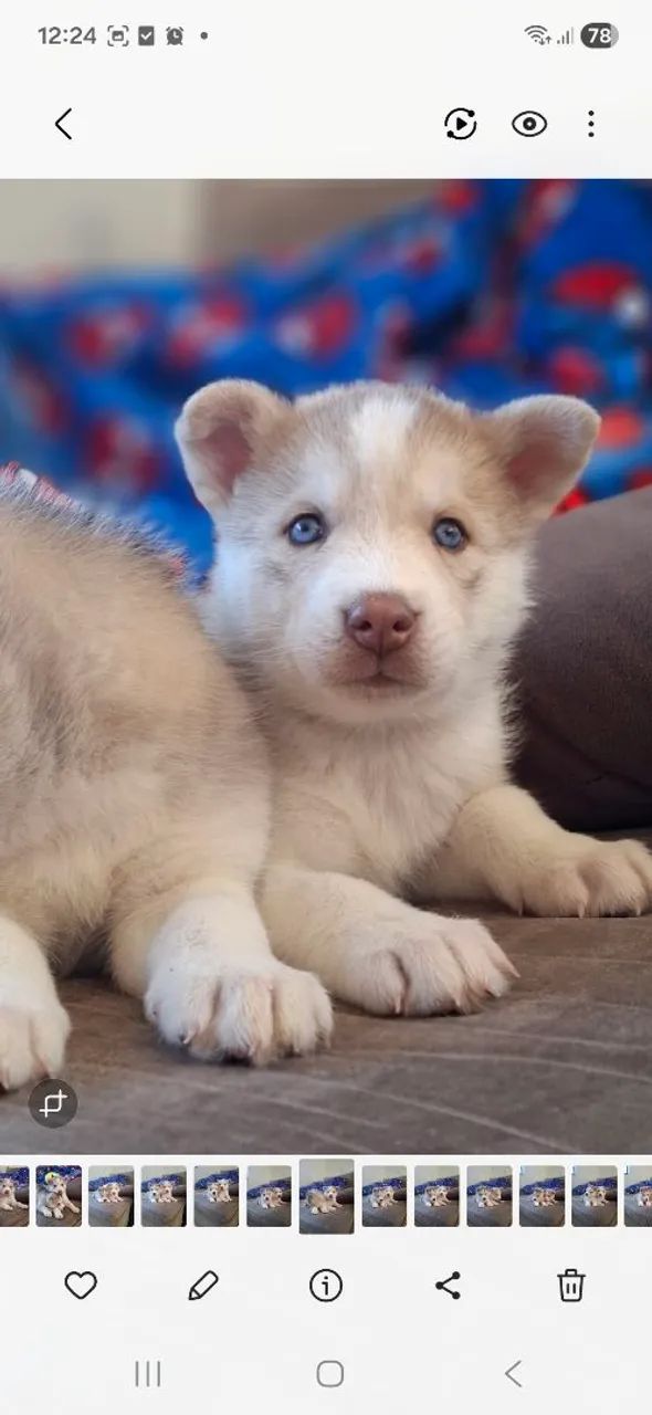 Filhotes de husky siberiano  - Foto 2