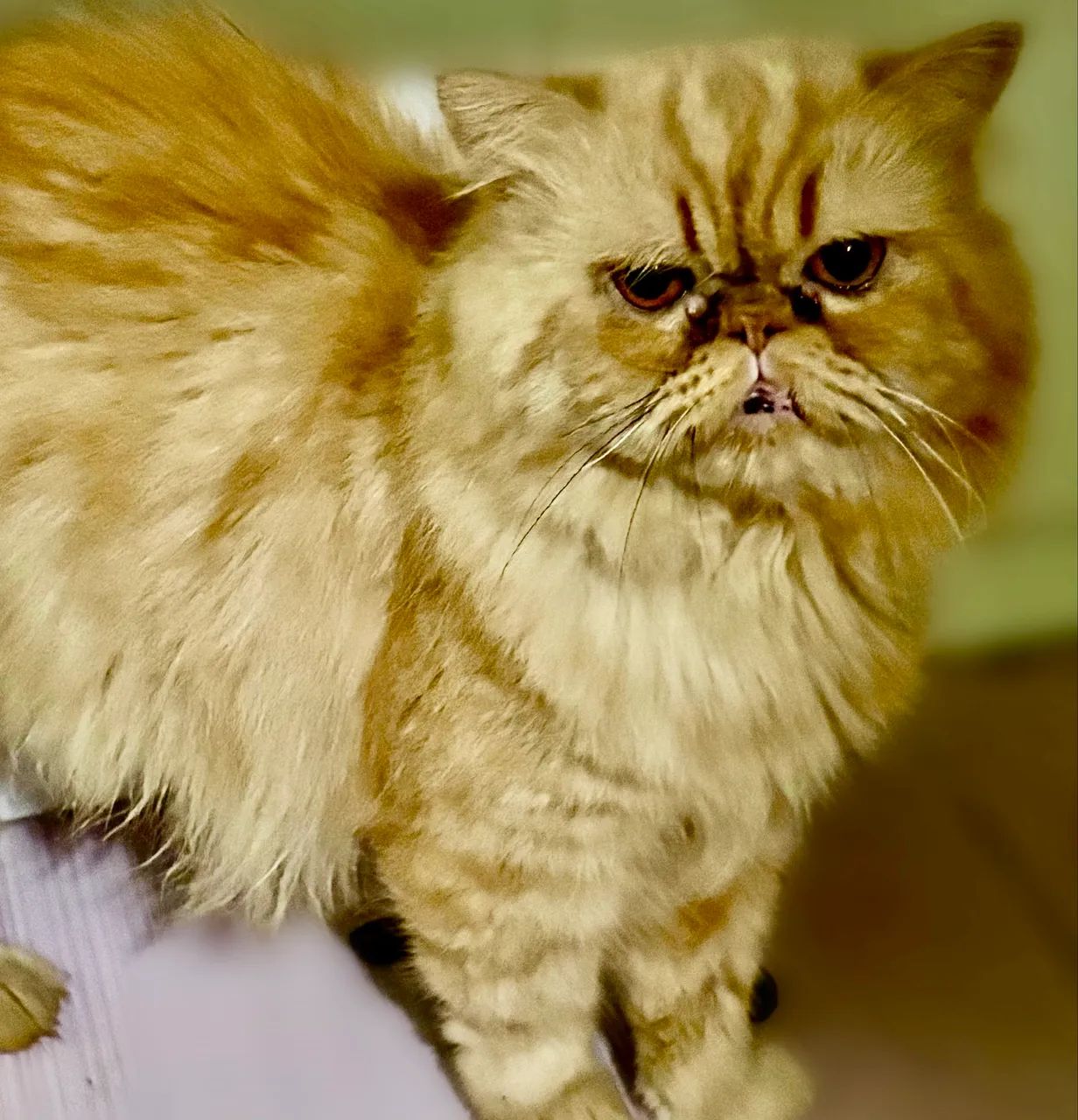 Vende_se gatinho persa 