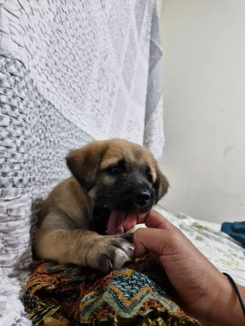 Cachorro para Adoção  - Foto 4