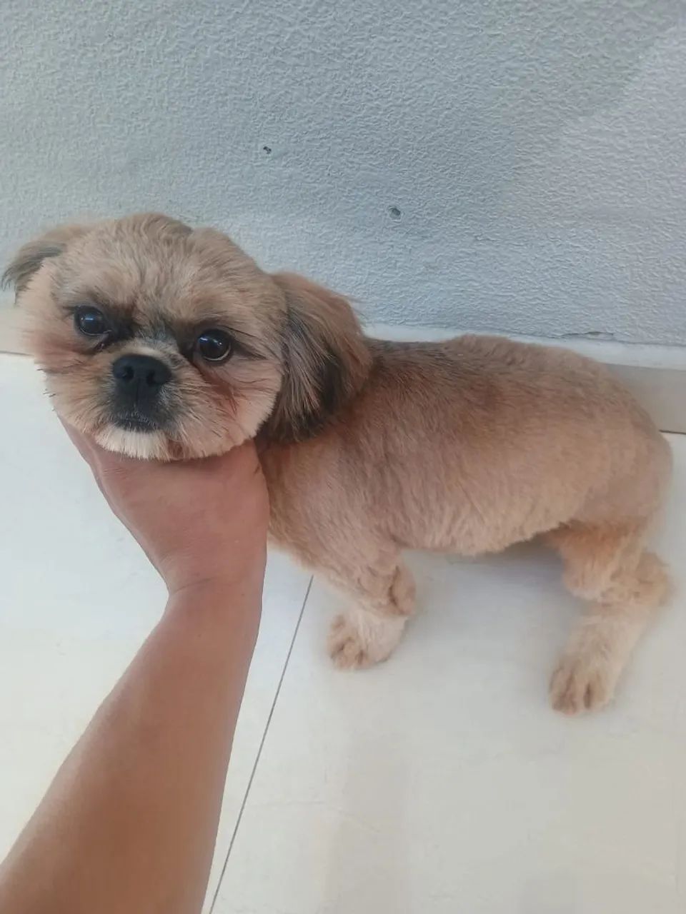 Cachorro  - Foto 5