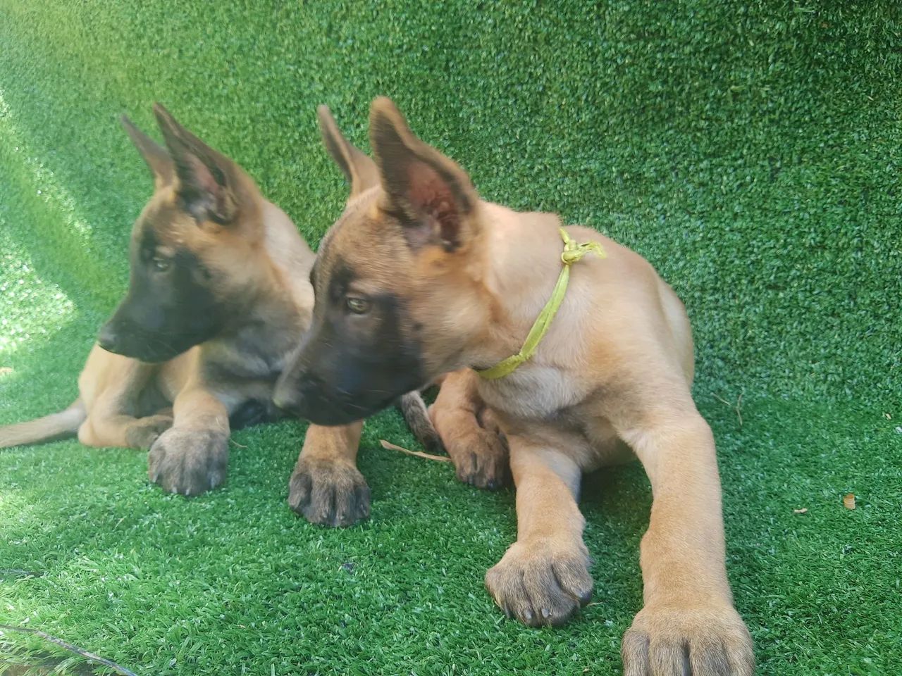 Pastor Belga Malinois  - Foto 5