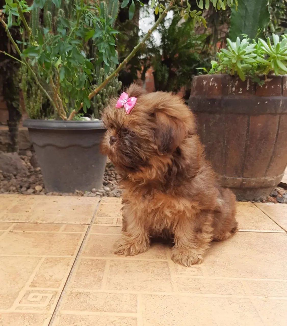 Shih tzu - Foto 4