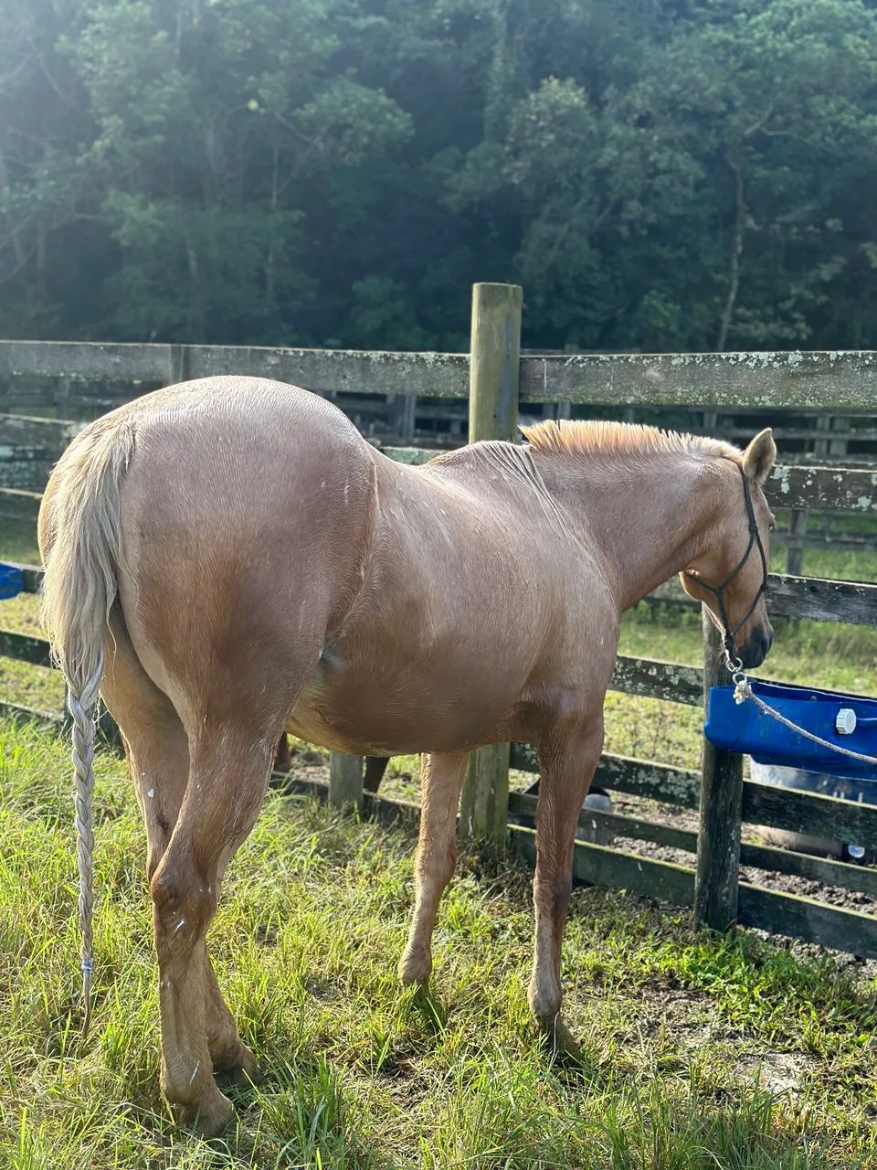 Égua Quarto de Milha - Foto 5