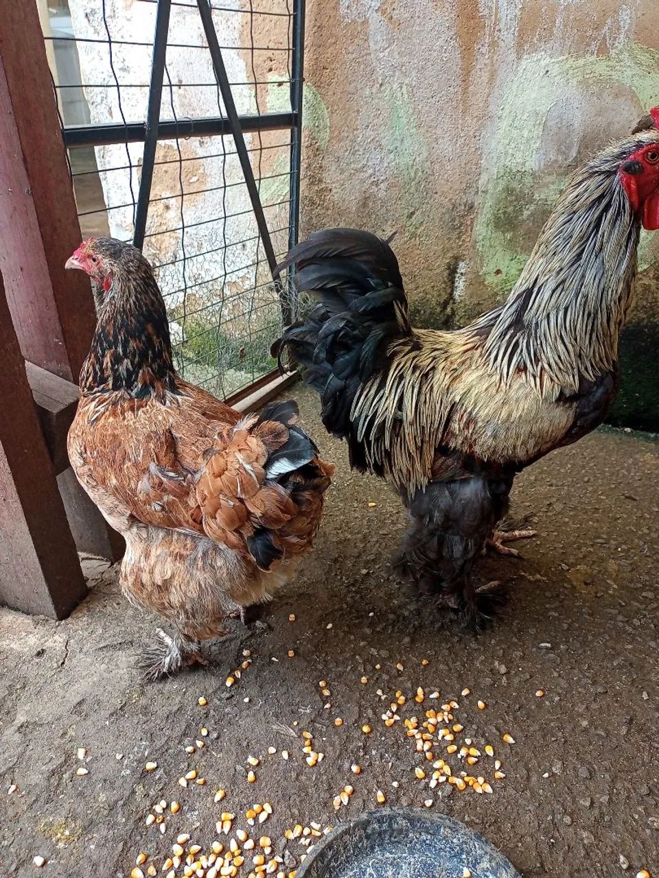 Galo e galinha Brama  - Foto 2
