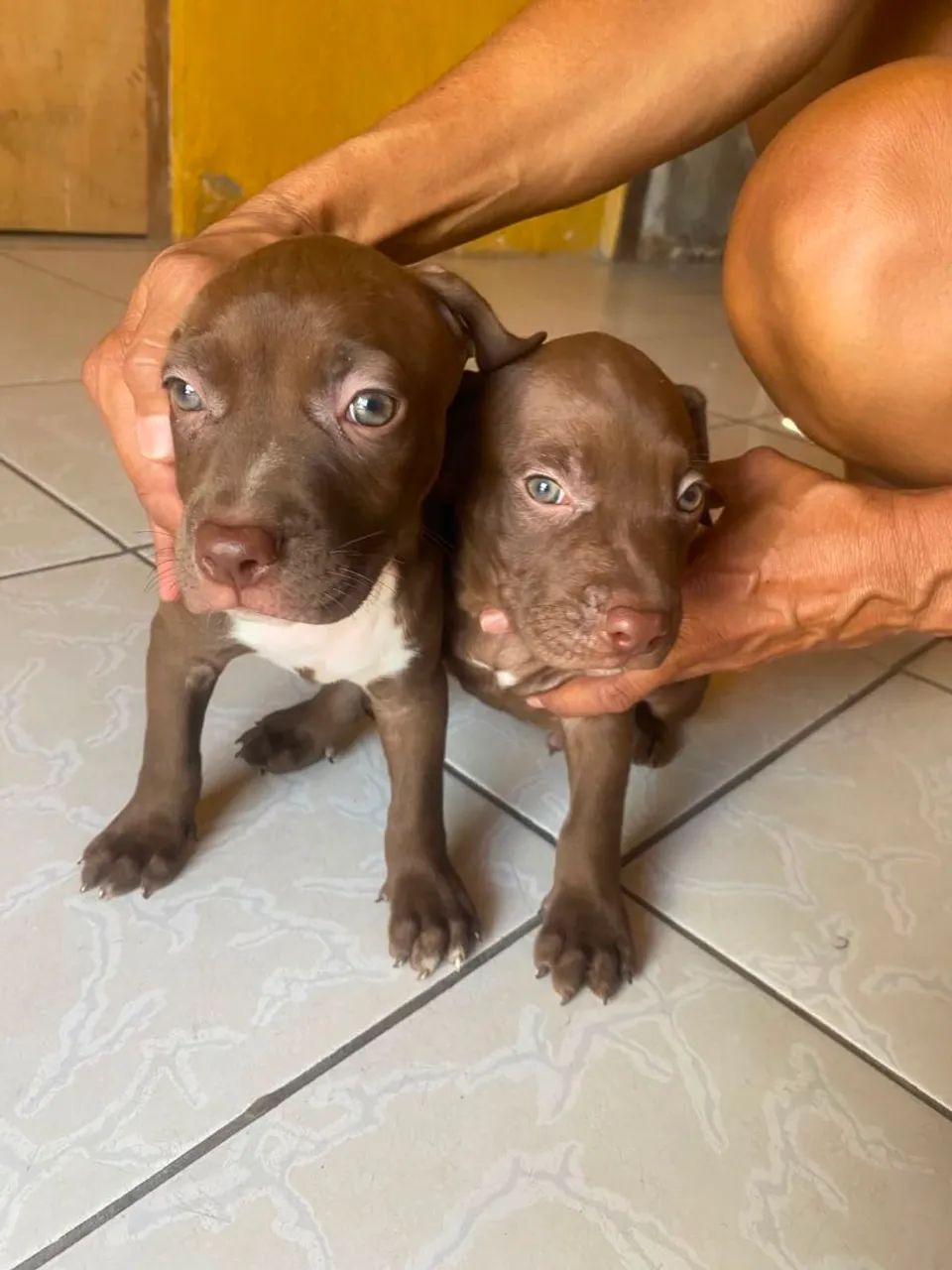 Cachorro Pitbull - Foto 2